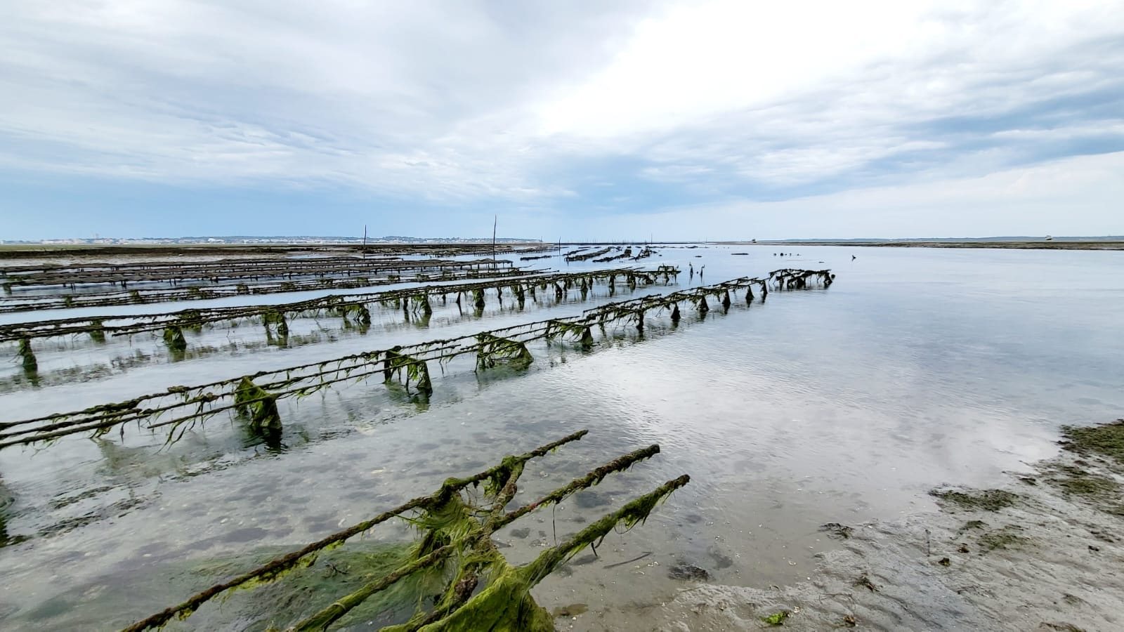 Bassin d’Arcachon — photo 6